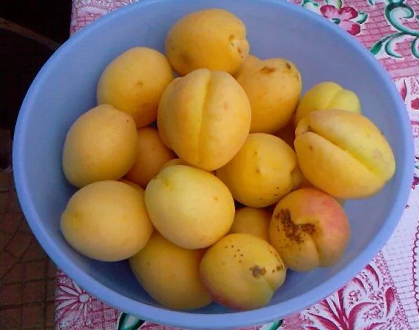 Iğdır Kayısısı