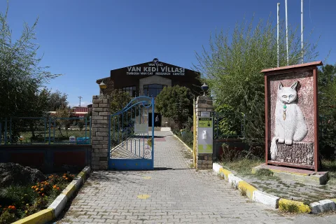 Van Kedisi Evi