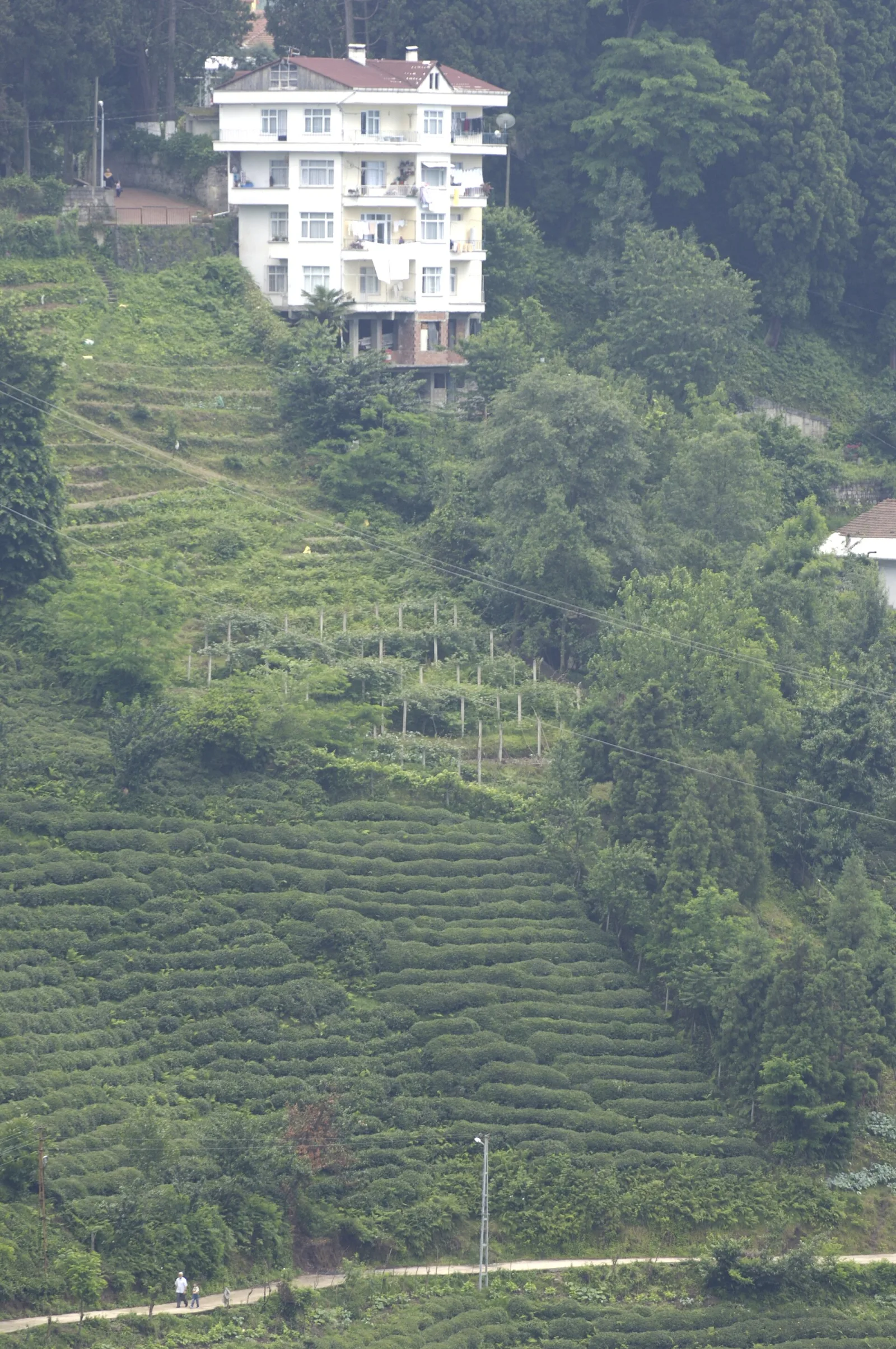 Rize Çayı