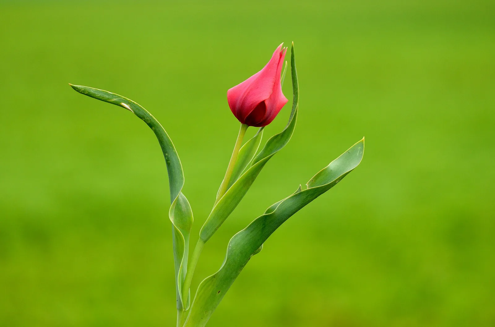 Muş lalesi (Tulipa sintenisii) çiçeği