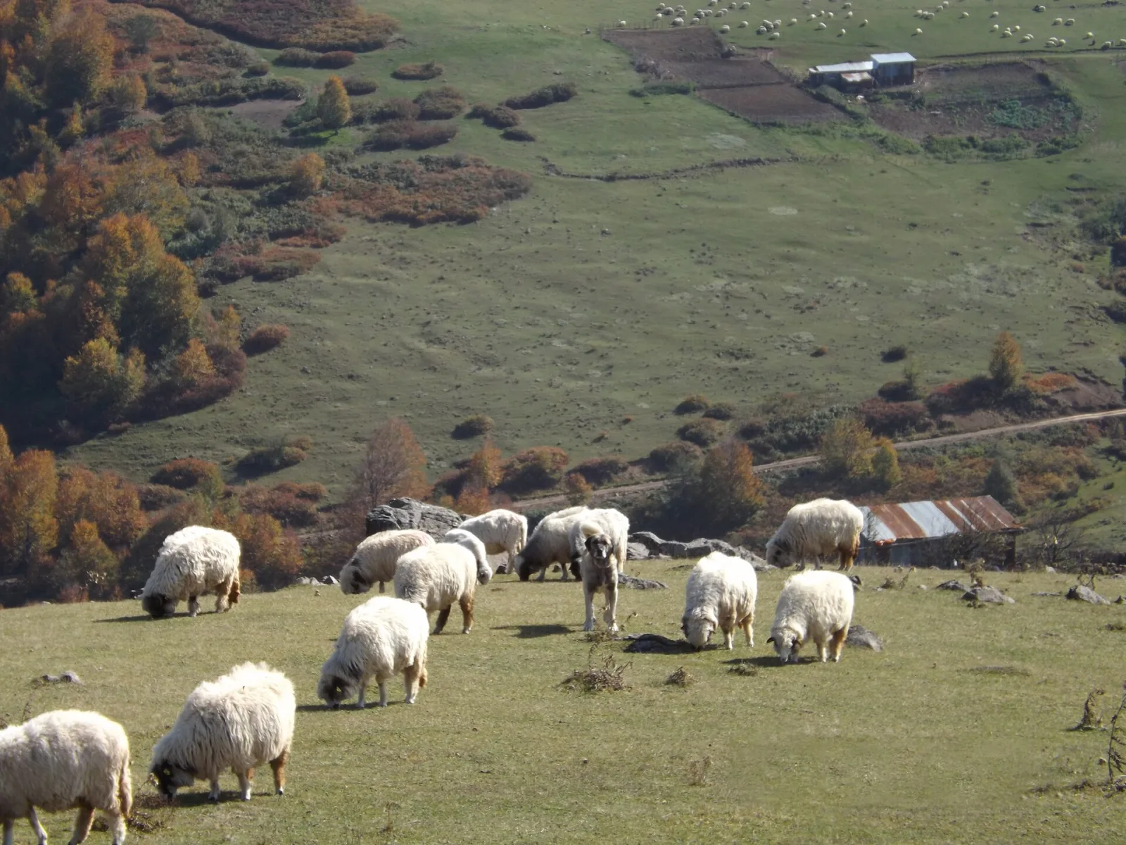 Argan Yaylası'nda otlayan koyunlar ve yayla evleri
