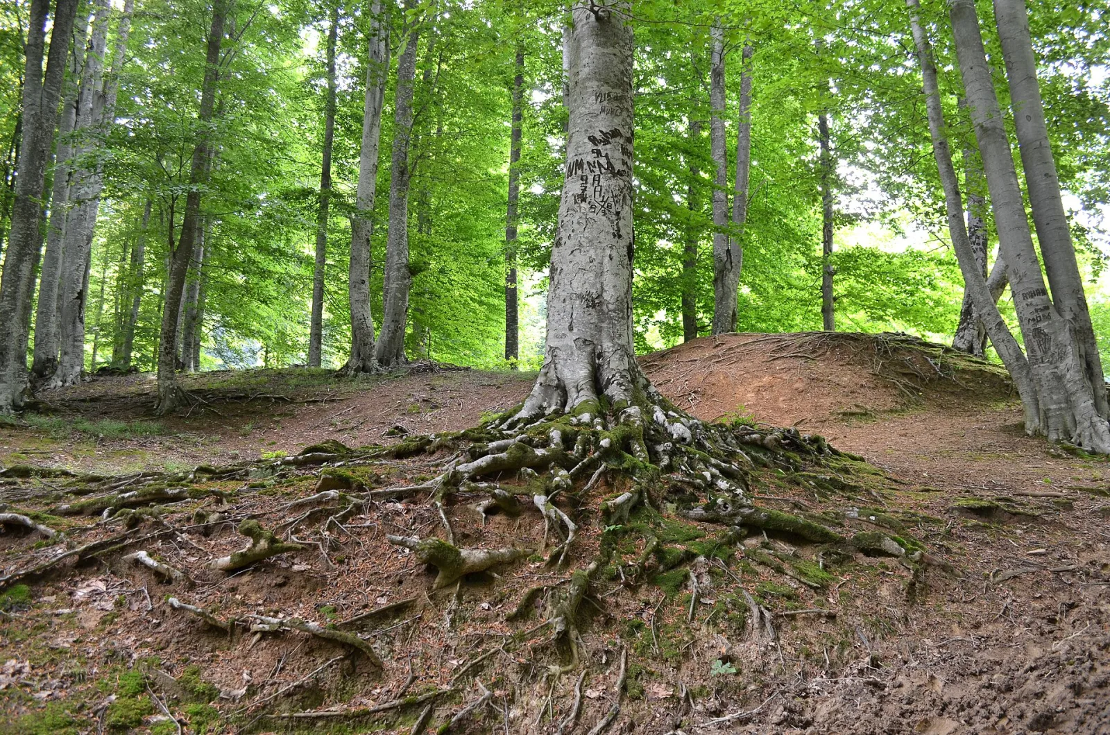 Nebiyan Dağı'ndaki kayın ormanı